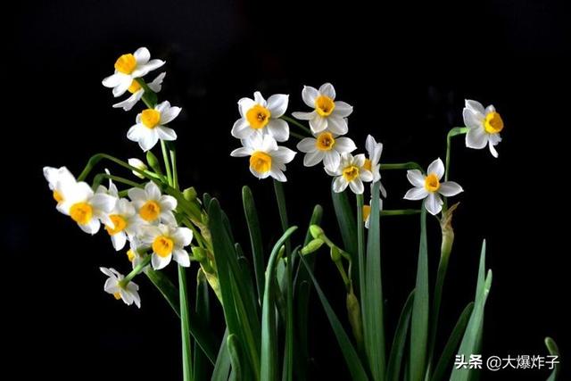 各种花的图片及名字（各种花的图片及名字大全）