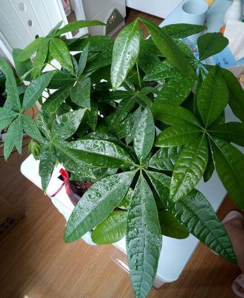 刚买来发财树怎么养才茂盛（刚买回来的发财树怎么栽培）