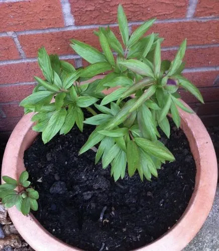 盆栽芍药花种植方法（盆栽芍药花的养殖方法）