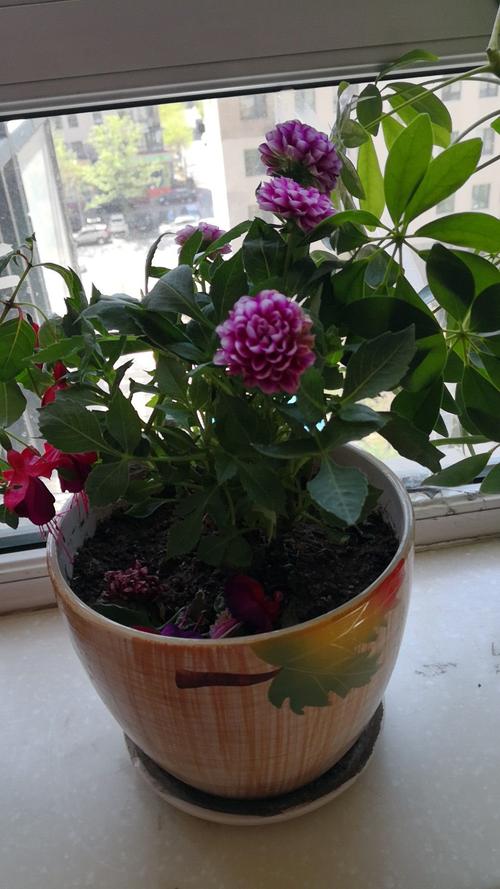 芍药不开花的解决办法(芍药不开花是真的吗)