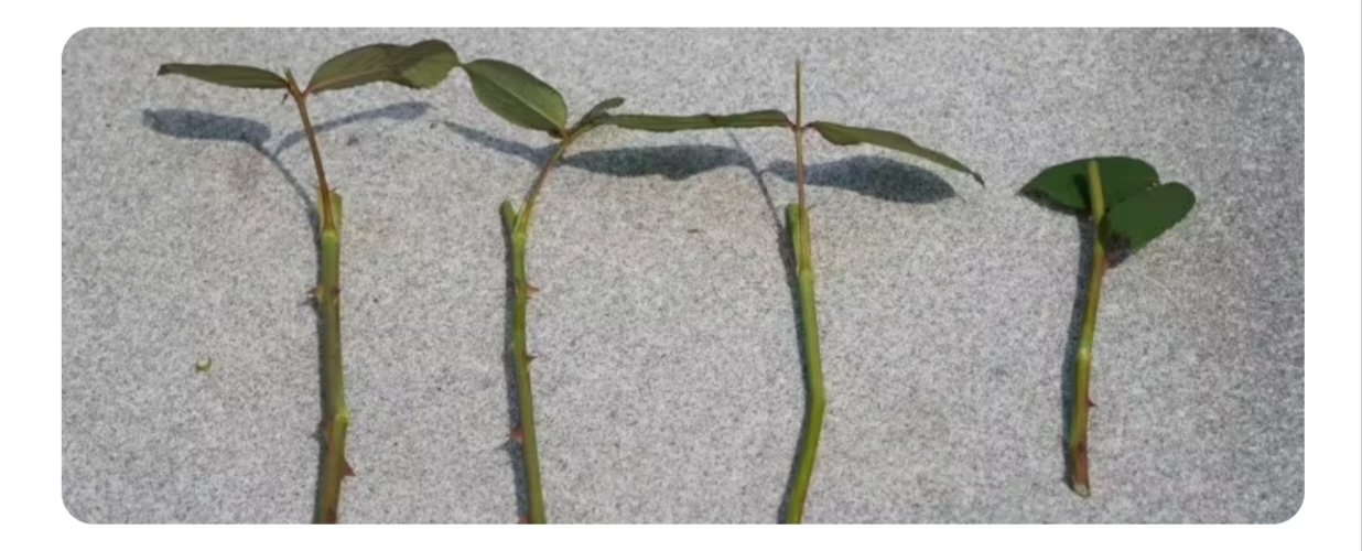 月季花咋样插才能成活(月季花怎样插成活率高)