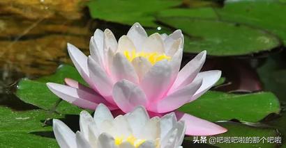 植物传播种子的方法是（什么植物种子的传播方式有哪些）