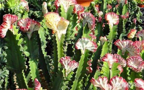 仙人掌开花图片高清（仙人掌开花花的图片）