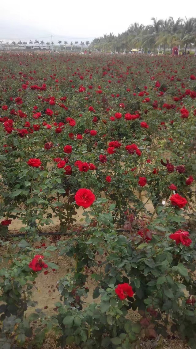 海口鲜花批发（海口批发花卉哪里便宜）
