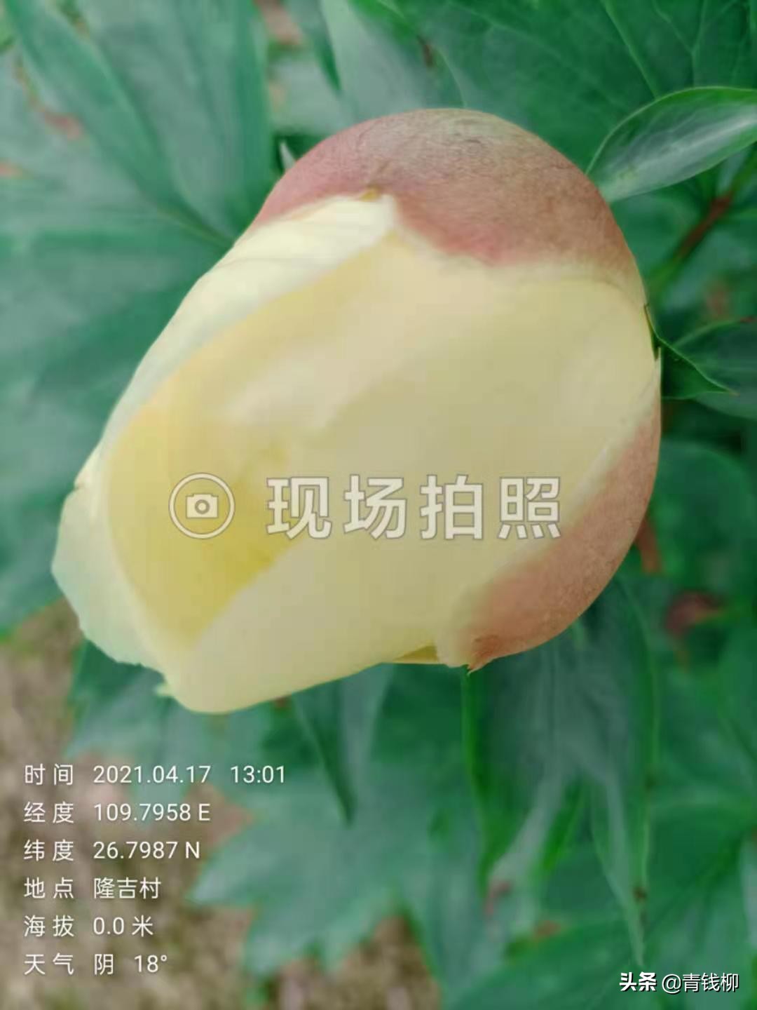 勺药花的种植方法和注意事项