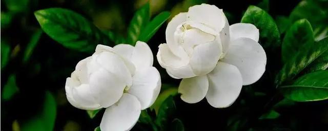 深圳宝安西乡花店送花（深圳宝安西乡花卉市场）