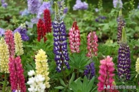 花可以分为哪几种类型（花可以分为哪两类）