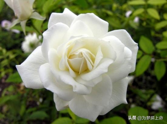 常见的玫瑰花品种（玫瑰花品种名称）