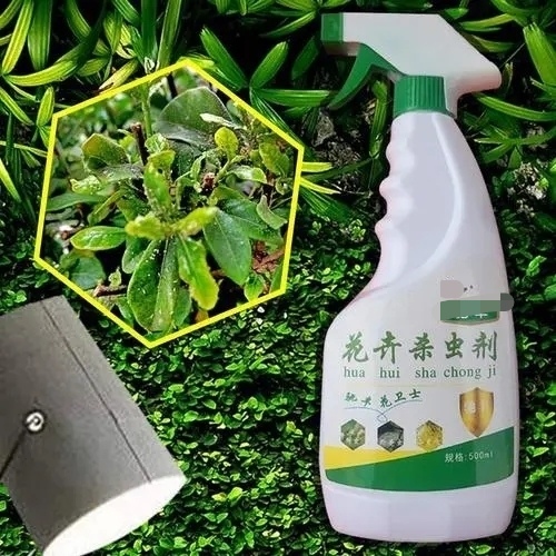 太阳花长白色的虫子怎么办（太阳花的白虫图片）