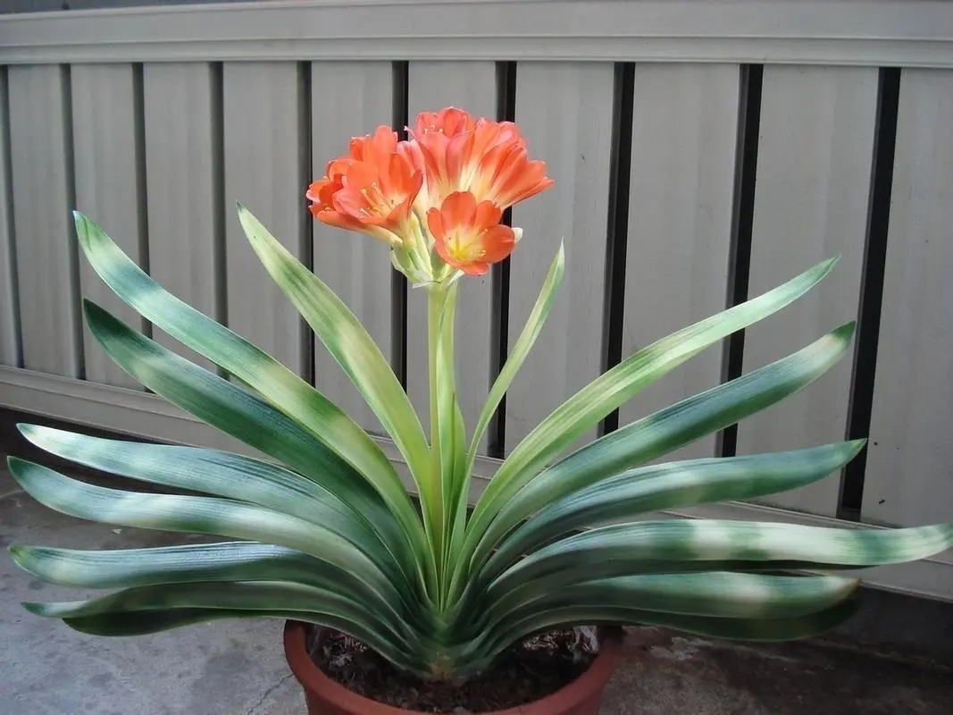 君子兰怎么养好的方法（君子兰如何才能养好）