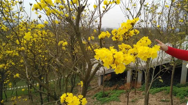 黄花风铃木学名（黄花风铃木的花有什么作用）