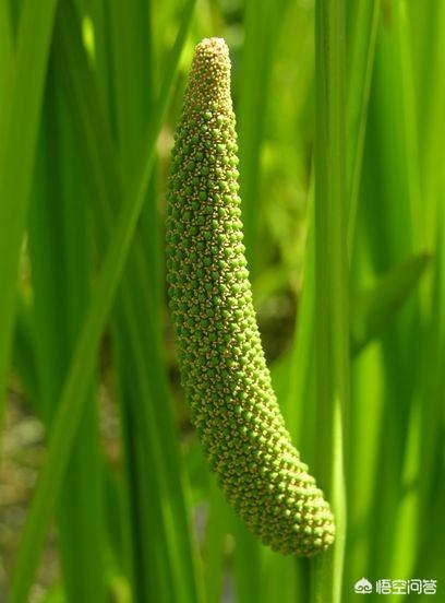 挺水植物图片（十种挺水植物）
