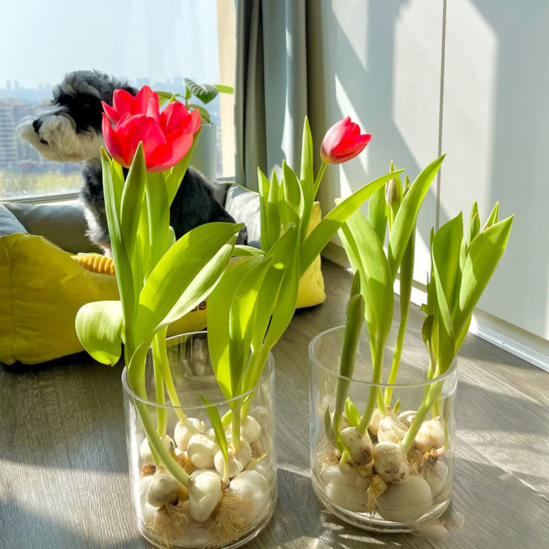 郁金香水培的种植方法和时间
