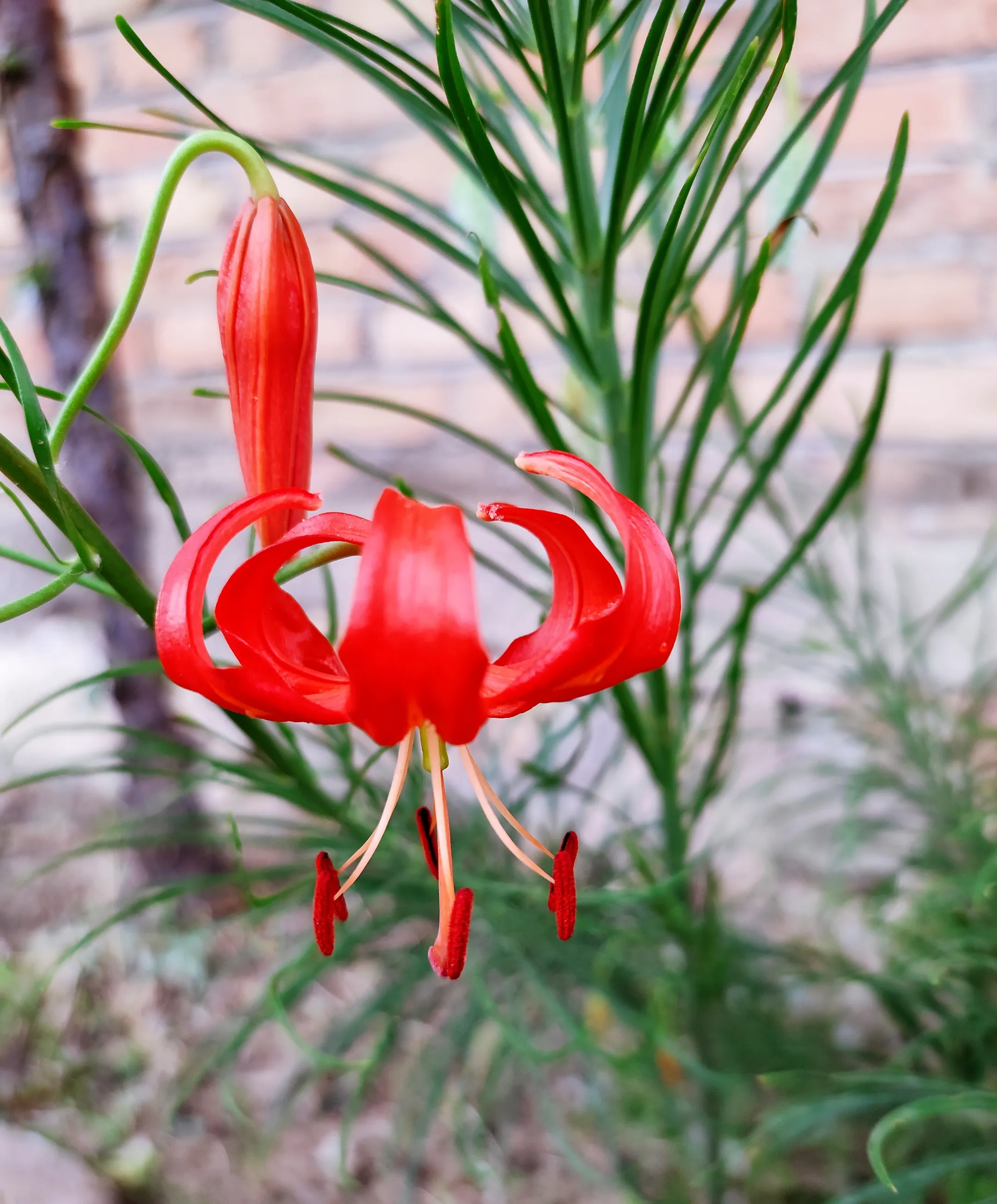 彼岸花图片100张（彼岸花图片100张唯美）