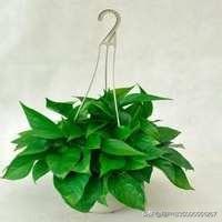 绿萝施肥需施什么肥料（绿萝要施什么肥）