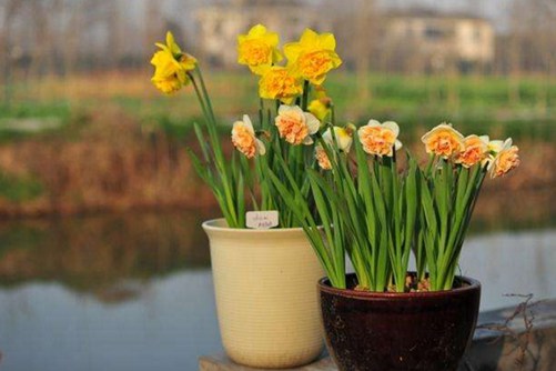 花卉大全及养殖方法（花卉大全及养殖方法图片）