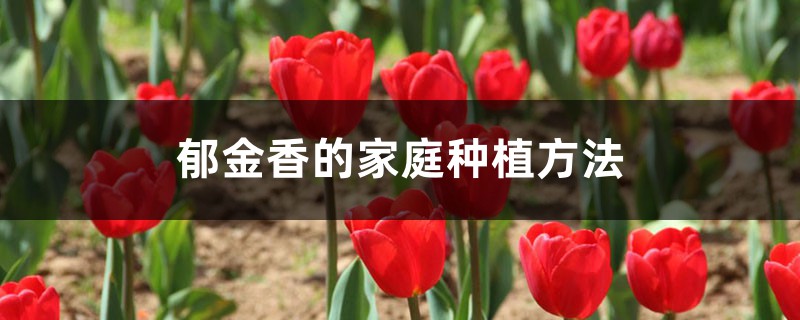 郁金香花需要的土壤湿度值是多少