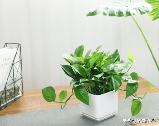 家里可以养绿萝吗（家里养的绿植有哪些）