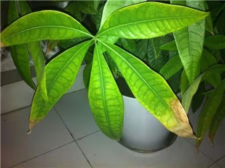 发财树叶子发黄怎么挽救(发财树叶子变黄怎么办教你6个解决方法轻松搞定)
