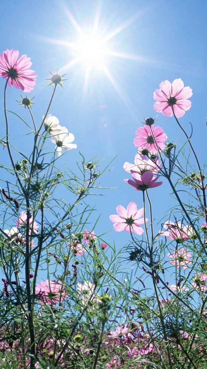 太阳花的特点是什么三年级（太阳花有什么特点答案在哪）