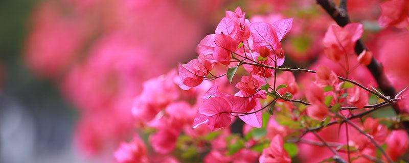 深圳市巿花(深圳花加)