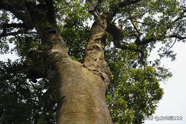 红豆树有几种（红豆树属）