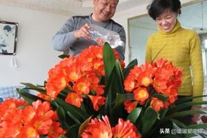 君子兰怎么养活（君子兰怎么养活才能开花）