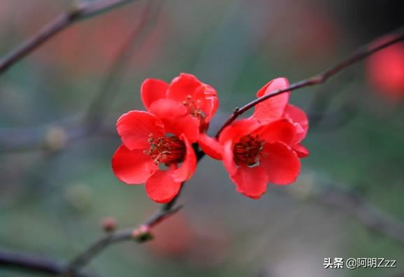 花的品种大全图片及名称(花的品种大全图片及名称介绍)