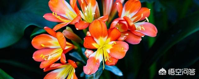 君子兰怎么养护需什么肥料（君子兰怎么施肥和施什么肥好）