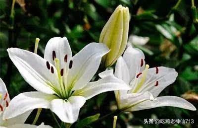 百合花什么时候开放（百合花什么时候才开）