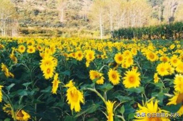 向日葵的花语和寓意诗词（向日葵花语及象征意义）