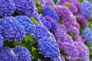 绣球花有毒吗对人身体有害吗