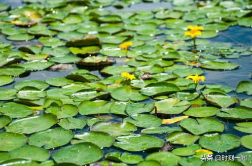 水中植物有哪些（水中生长的植物有哪些）